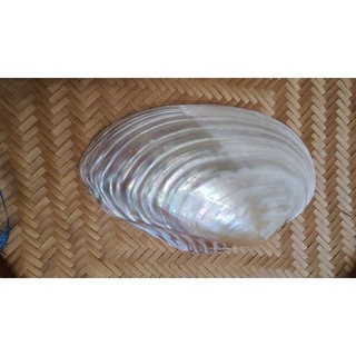 Vỏ trai tự nhiên kích cỡ 25-28 cm