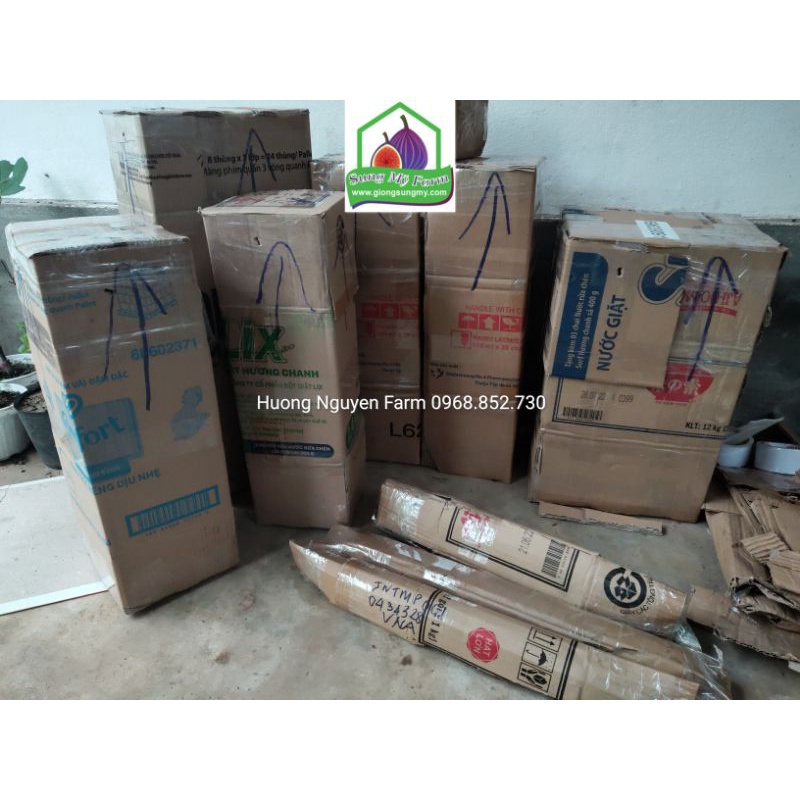 2cành Giống Mía sọc kẹo striped sugarcane