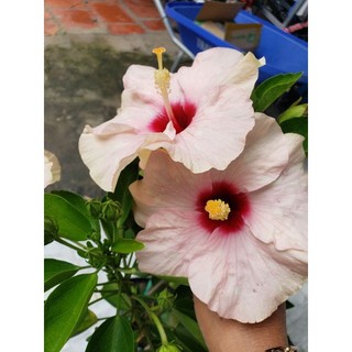 Bông bụp đơn (nhiều màu) tặng kèm phân bón