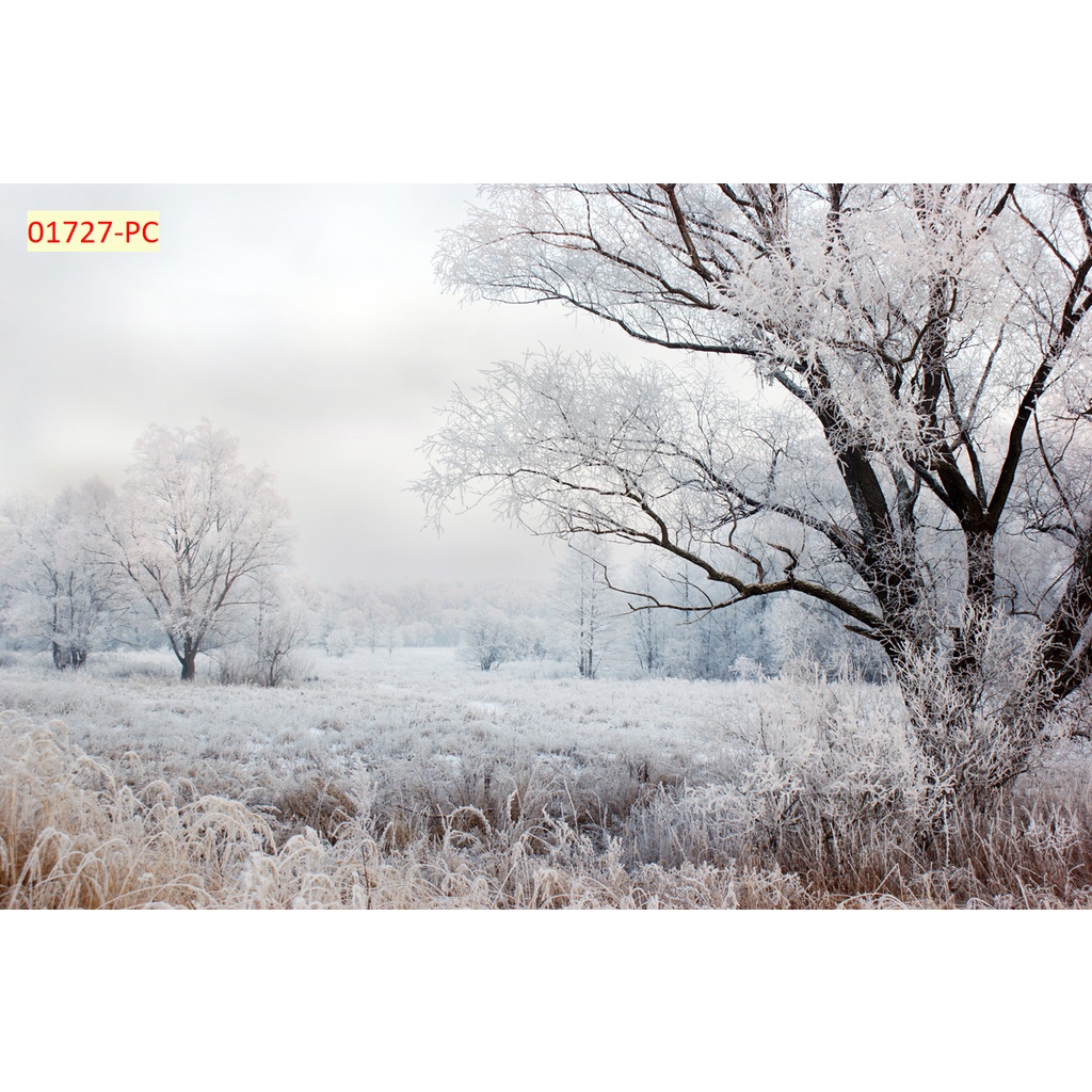 Tranh 3D Hàng Cây, Rừng Cây, Cây Xanh Dán Tường Cao Cấp mới nhất