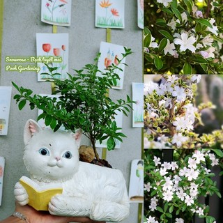 Snowrose Bạch Tuyết Mai
