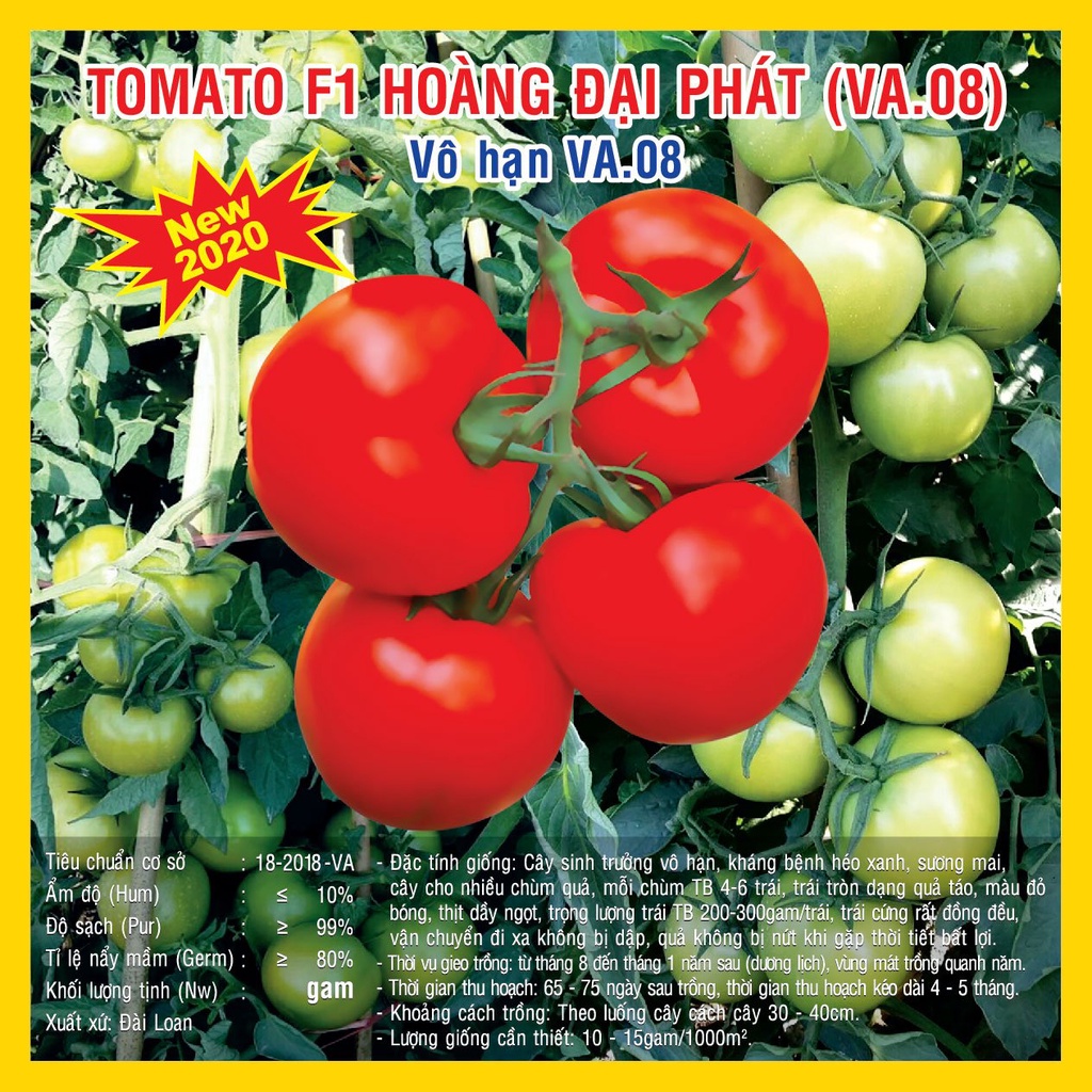 Hạt giống Tomato vô hạn F1 Hoàng Đại Phát (VA.08) 200 hạt