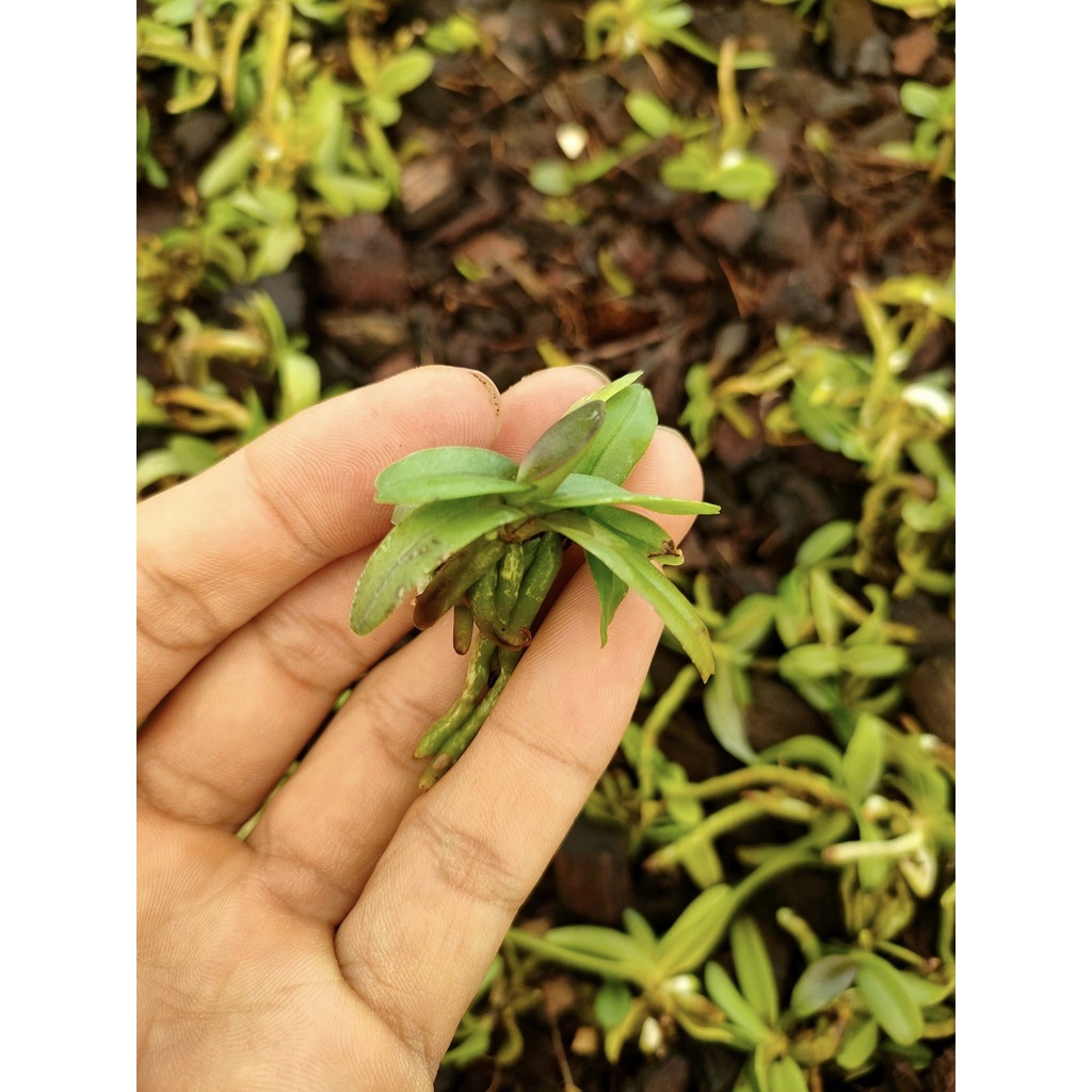Combo 10 cây hoàng nhạn tháng 8 mini, cây rải líp khoẻ