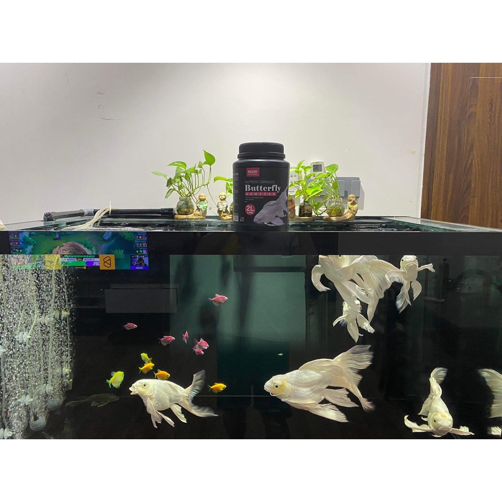 BESSN -Thức ăn cho cá Chép Sư tử, chép bướm.