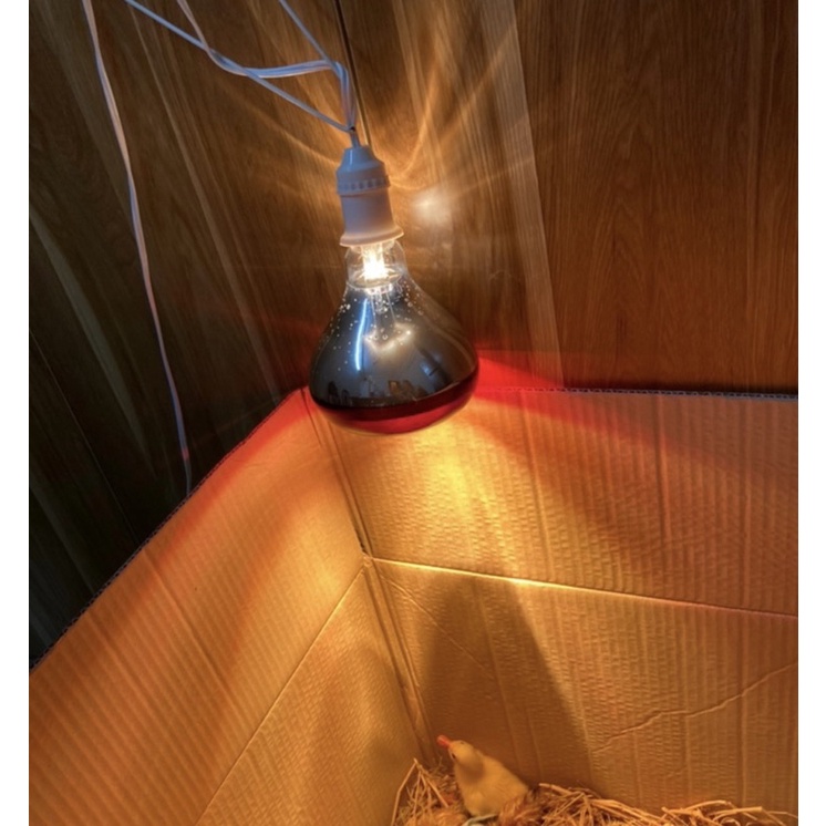 Bóng đèn sưởi dành cho thú cưng - Bóng hồng ngoại