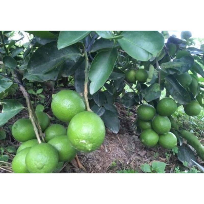 Cây giống chanh tứ quý không hạt