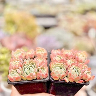 SEN ĐÁ HẢI LY THƠM - SEN ĐÁ JOYBAE GARDEN