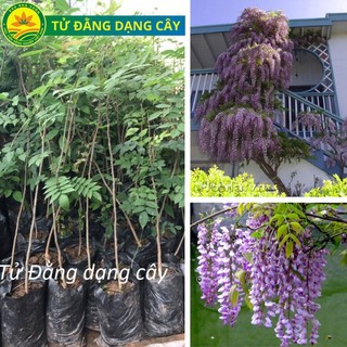 Cây giống hoa tử đằng, giống cây thân gỗ có dây leo, hoa nở quanh năm, rất phù hợp trồng ban công