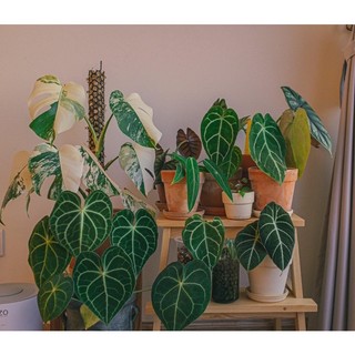 chậu đất nung 19x13cm (chậu trồng cây)