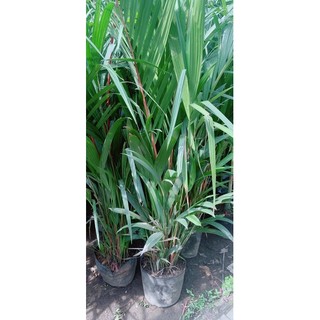Cây Cau Đỏ