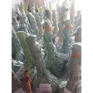 Dừa xiêm đỏ lùn 29k/1 cây