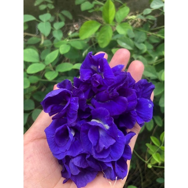 Cây giống hoa đậu biếc kép bông to siêu hoa mua 10 cây tặng thêm 1 cây