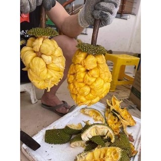 Cây Mít Tố NỮ ( cây ghép, chuẩn giống - nhanh ra trái )