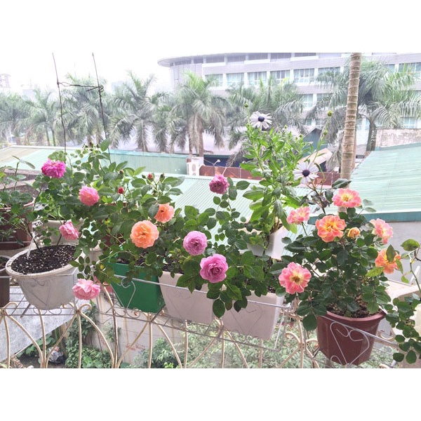(PHẠM GIA FARM) Hoa Hồng bụi ngoài cây lùn siêu hoa dễ trồng