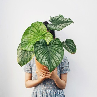 Cây đẹp giá rẻ nhất sàn - Philodendron Mamei Silver Cloud - Cây trồng trong nhà, trang trí nội thất, kiểng lá đủ size