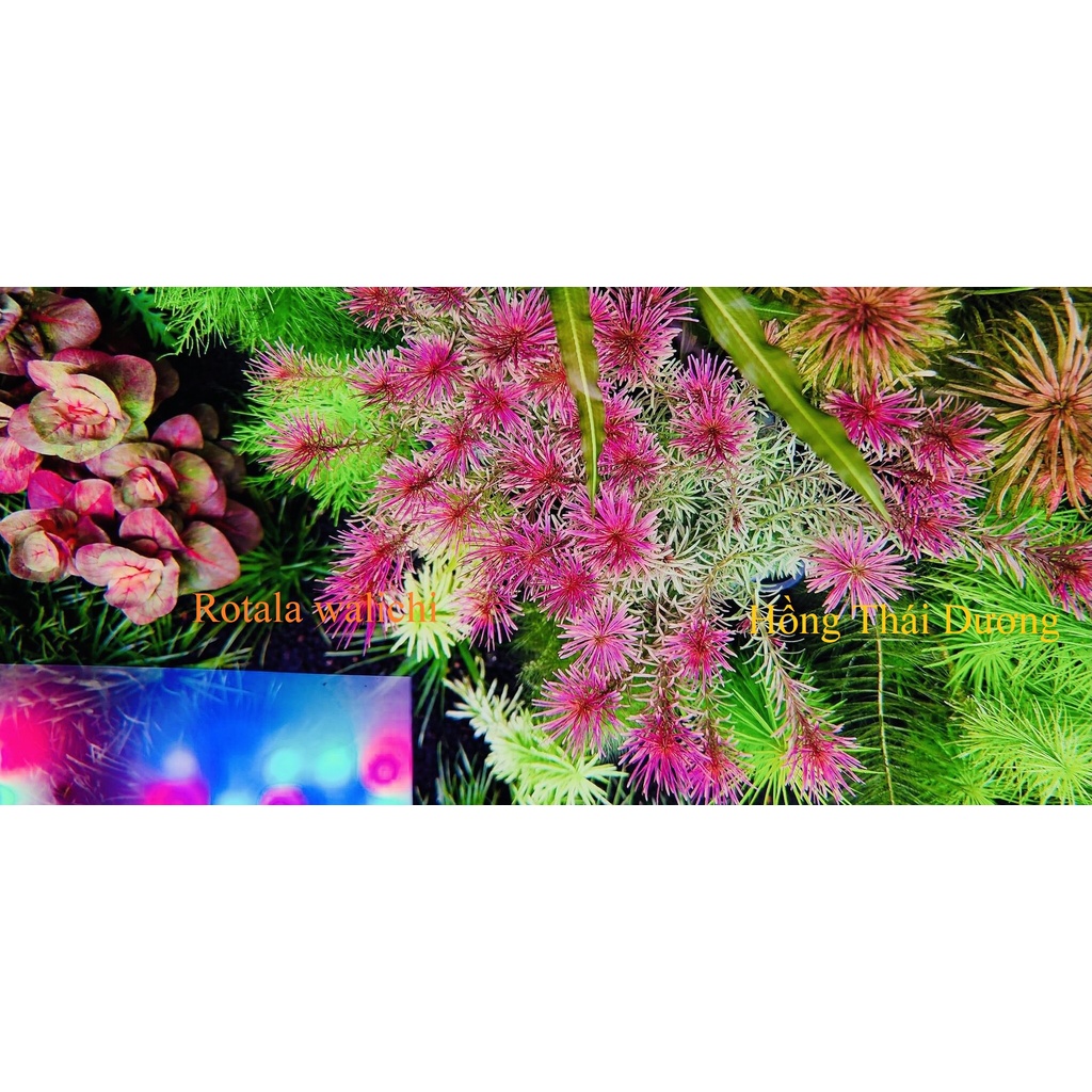 Cây Thủy Sinh Rotala Wallichii - Trồng trung hoặc hậu cảnh cho hồ thủy sinh, hồ cá