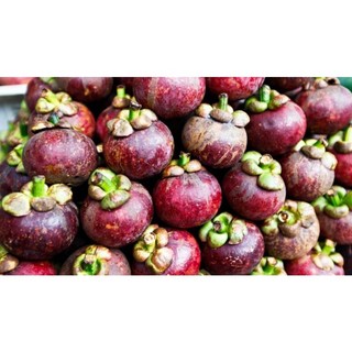 Cây giống măng cụt