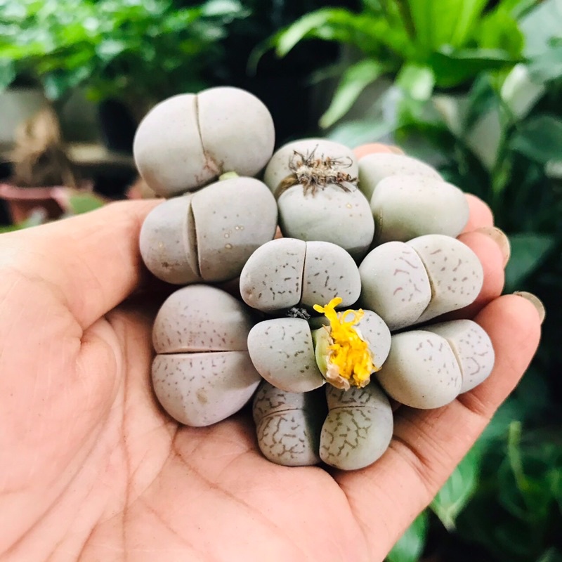 Sen Thạch Lan Dòng Dinterthanus, Lithops Sen Mông 1,5-2cm