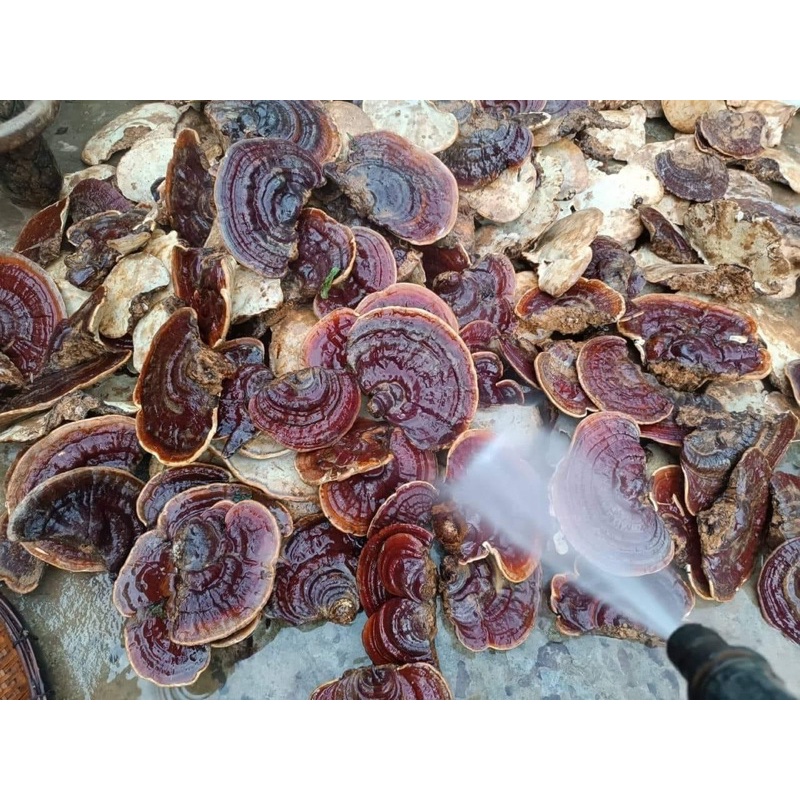 Nấm linh chi rừng 1 kg nguyên tai chuẩn 100%