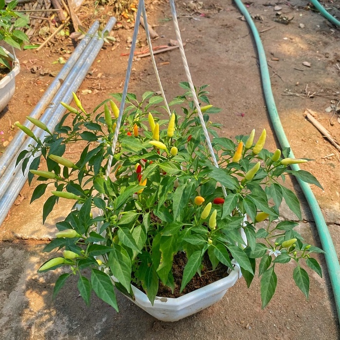 Cây ớt cảnh trồng chậu treo quả tới tầm đẹp thích hợp treo ban công, trang trí nhà cửa