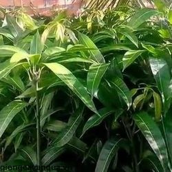 Giống cây xoài Cát Chu siêu sớm
