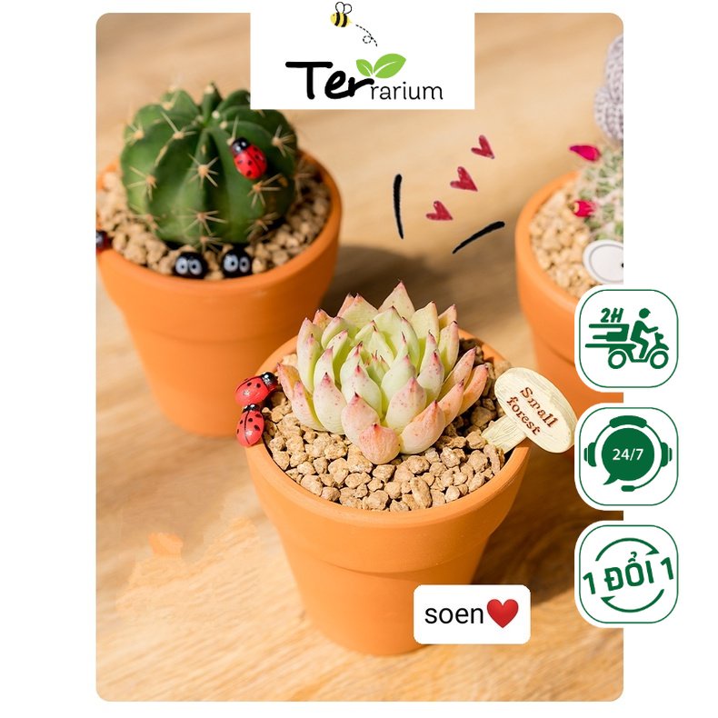 Chậu sen đá full đồ, cực khỏe thuần khí hậu - TERrarium (gồm cây, đất, chậu) khoẻ đẹp, lỗi 1 đổi 1 sen đá để bàn, decor