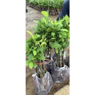 Cây Mít Tố NỮ ( cây ghép, chuẩn giống - nhanh ra trái )