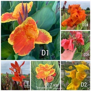 Combo 6 củ giống cây chuối hoa