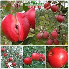 Cây Giống Táo Đỏ Lùn (Chuẩn giống F1)
