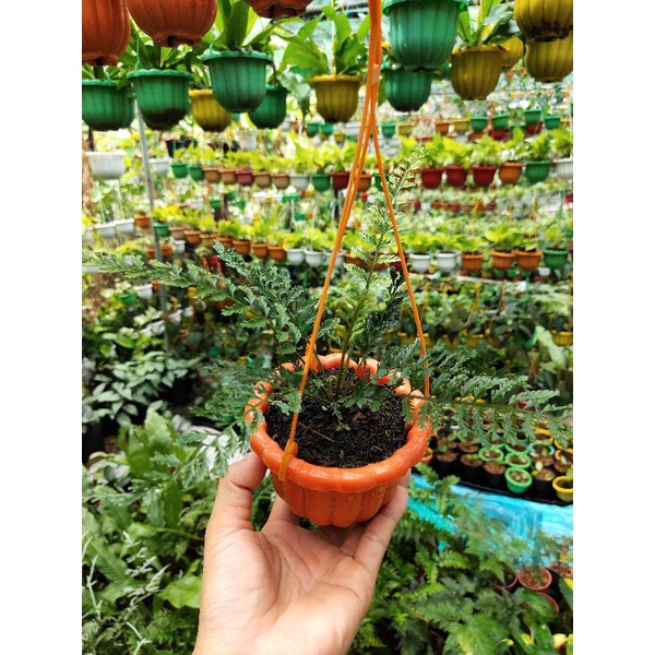 Chậu cây Dương xỉ Pháp