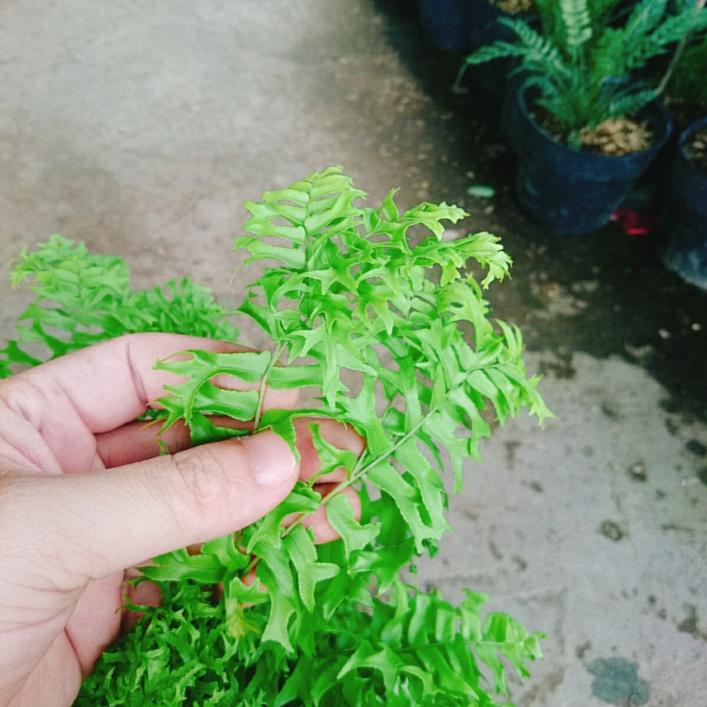 Cây Dương Xỉ Đuôi Tôm - cây cảnh để bàn