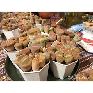 Sen đá lithops mông mix nhiều màu