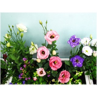 Hạt giống hoa cát tường mix ( tặng phân bón , kích mầm ) .