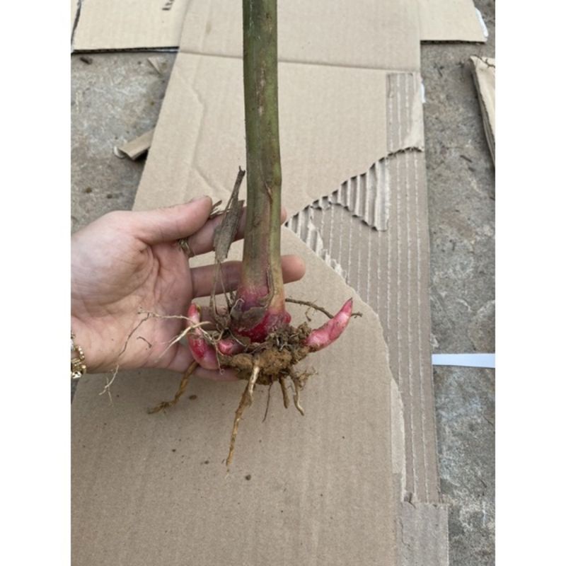 Bầu hoa sen đa Lộc