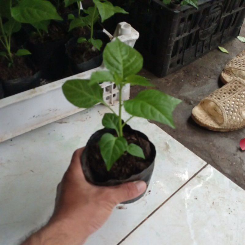 Ớt trái tim , 1 tháng nữa có bông, trái.