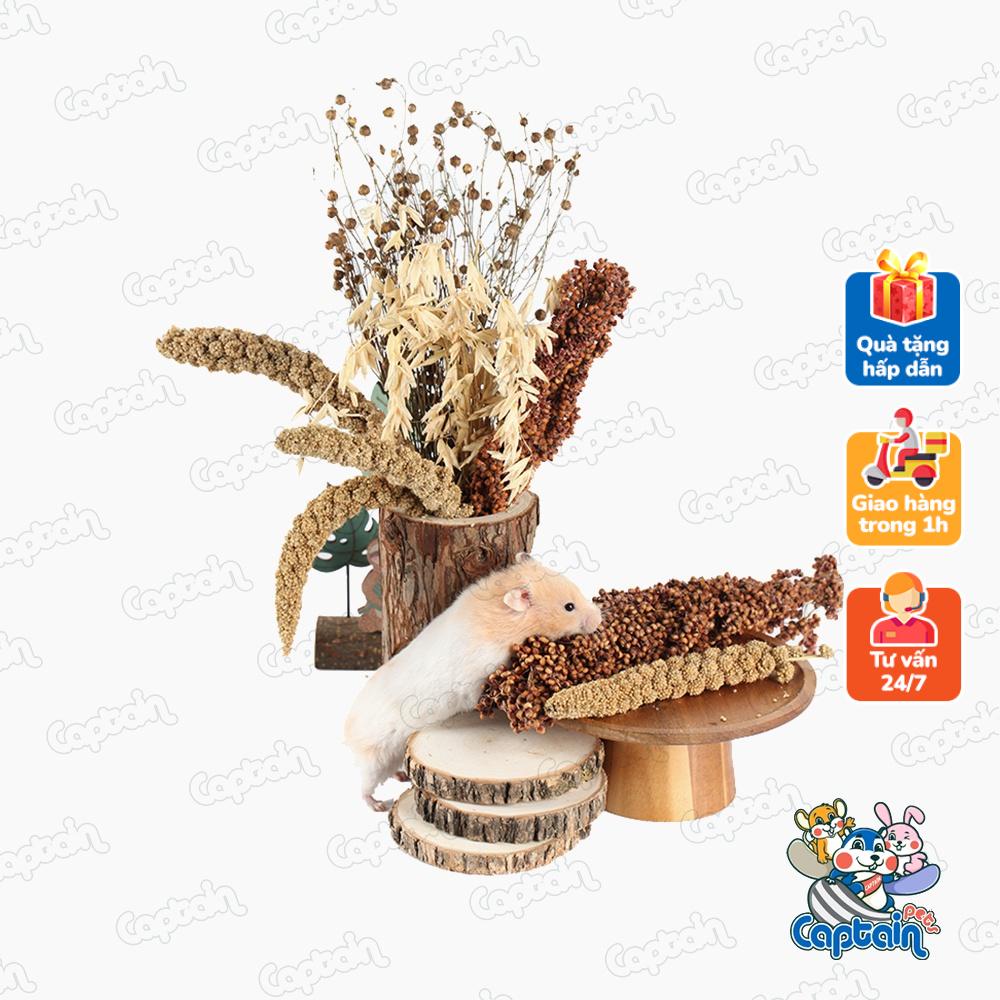 Ngũ cốc nguyên cành cho Hamster