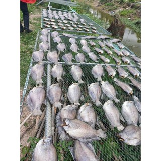 Khô cá sặc rằn Cà Mau 16con/ki