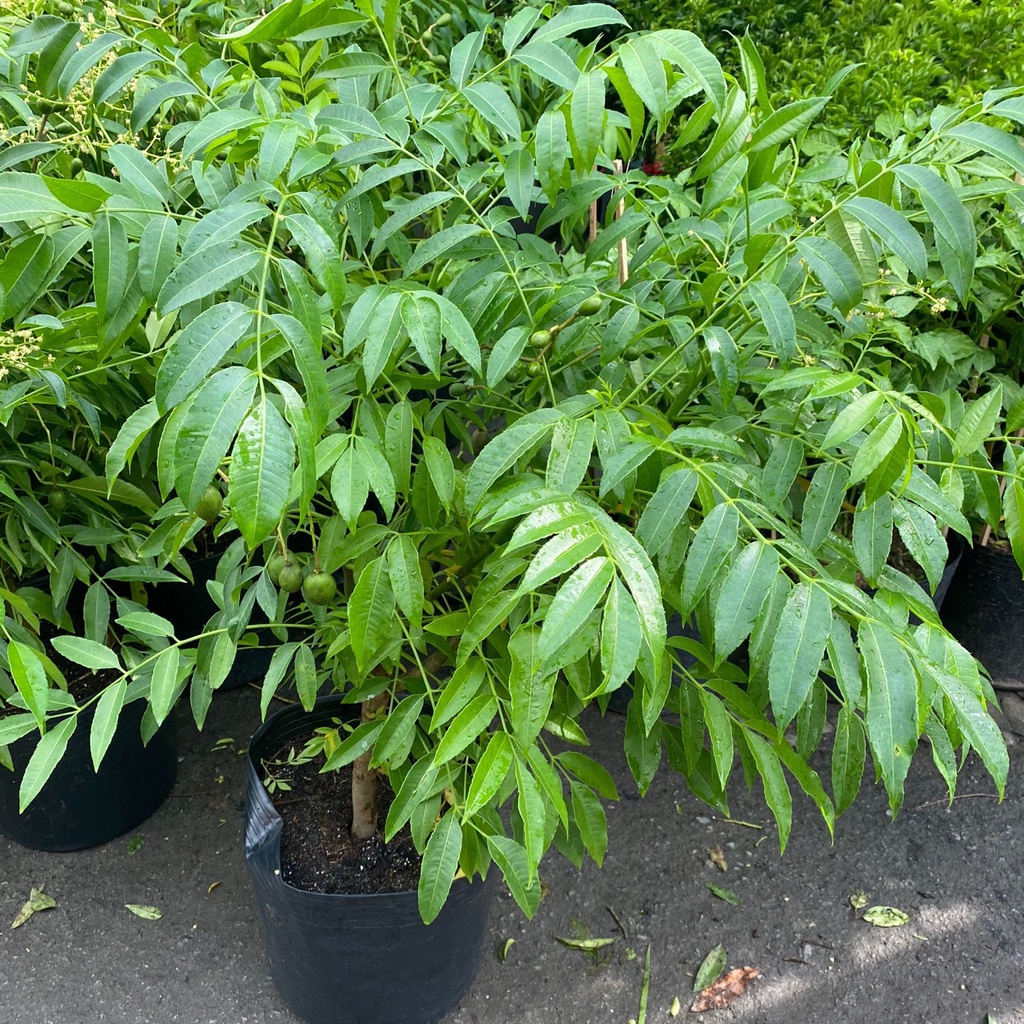 Cóc thái siêu quả, cây trưởng thành đang sẵn hoa