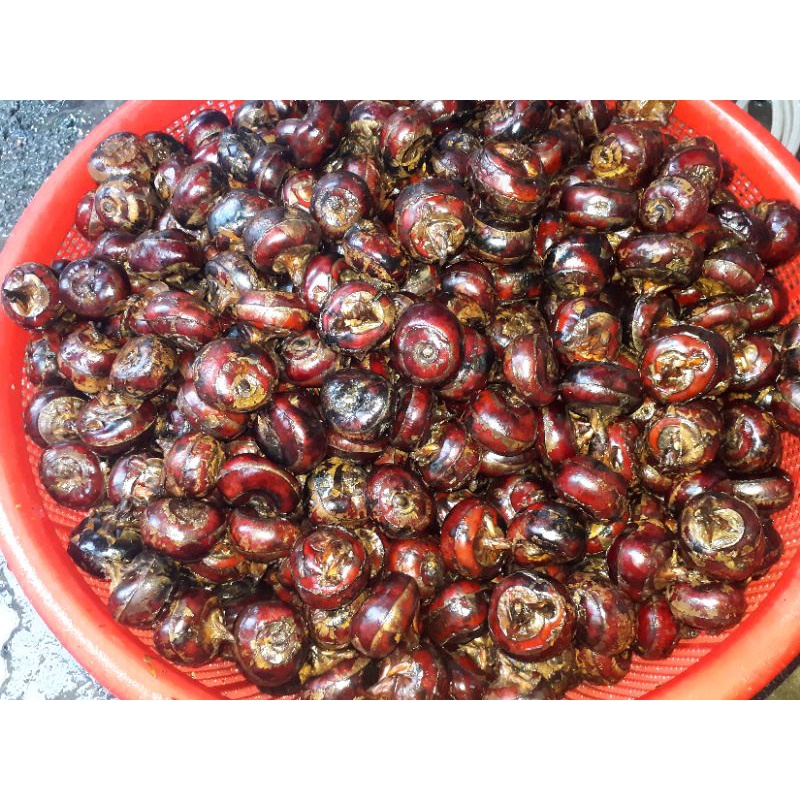 Củ mã thầy tươi 1kg