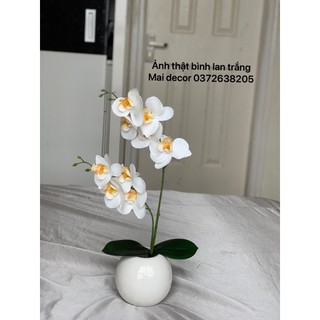 Set bình lan mini trang trí nhà cửa