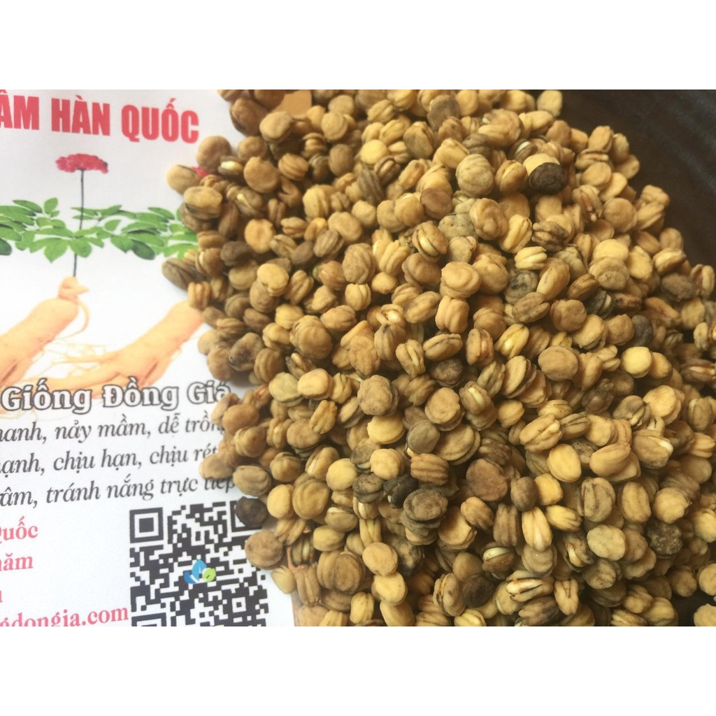 10 Hạt Giống NHân Sâm Hàn Quốc Đã Nứt Nanh