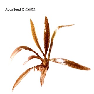 Cryptocoryne Spiralis 'Tiger' - Tiêu Thảo Tiger(Lá Nước) - Cây Thuỷ Sinh