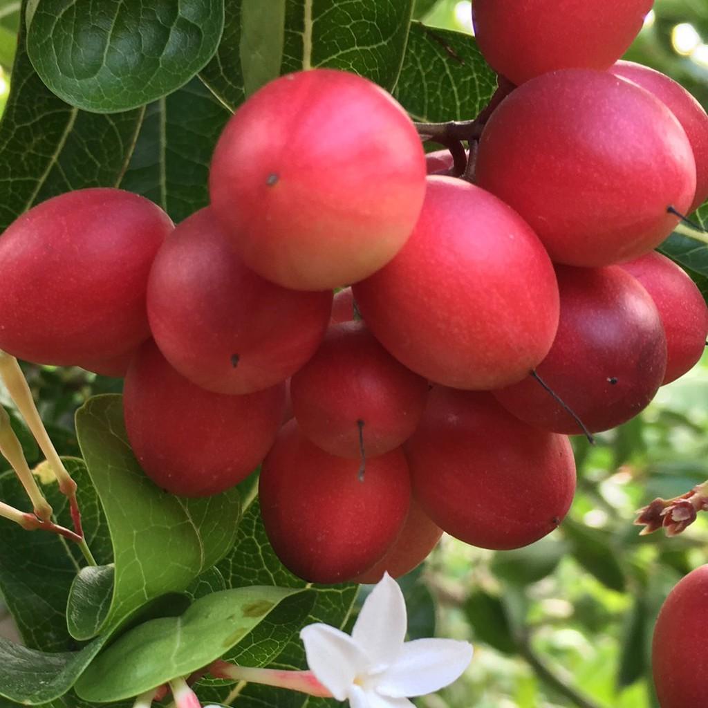 Cây giống Si Rô siêu sớm [chuẩn giống - Cây siêu khỏe ].