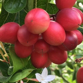 Cây giống Si Rô siêu sớm .