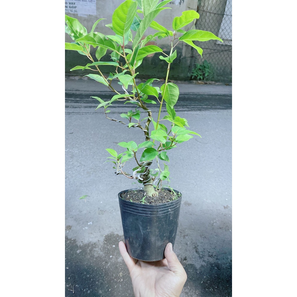 Cây Sung Bonsai cho sai trái