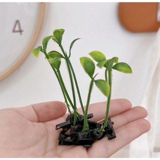 🌱🌱🌱 5 Kẹp tóc mầm cây đáng yêu