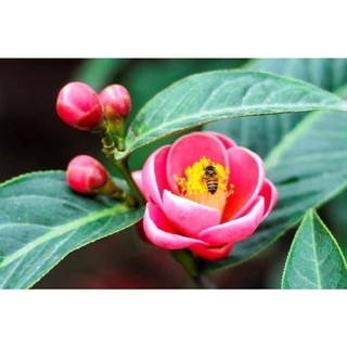 Hoa Hải đường(1cay)