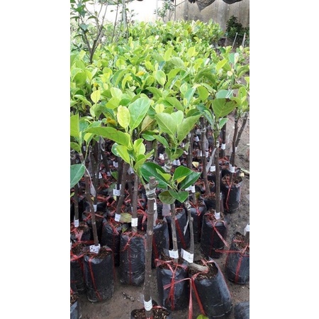 Cây MÍT RUỘT ĐỎ