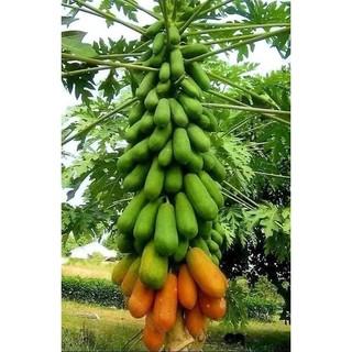 Hạt giống đu đủ lùn hà lan(3 gói ba màu quả)
