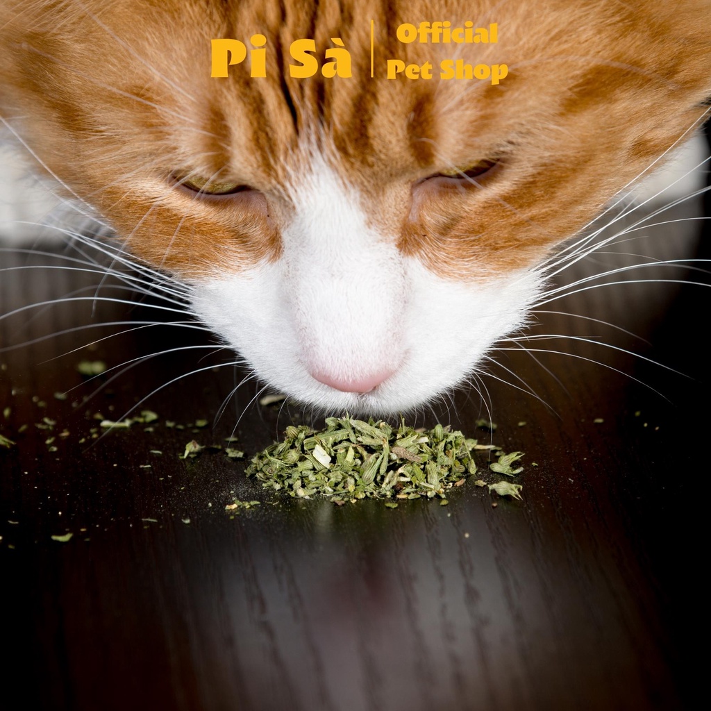 Cỏ mèo catnip sấy khô gói 1gr giúp mèo giải trí xả stress | Cỏ bạc hà khô cho mèo ngửi phê pha
